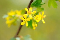 Gele Ribes - Golden Currant - Ribes odoratum