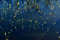 Klein blaasjeskruid; Lesser Bladderwort; Utricularia minor