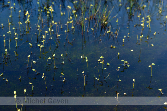 Klein blaasjeskruid; Lesser Bladderwort; Utricularia minor