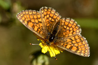 Westelijke Parelmoervlinder; Meadow Fritillary; Mellicta parthen