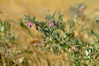 Hungarian Vetch; Hongaarse Wikke; Vicia pannonica;
