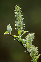 Grauwe Wilg; Salix cinerea; Grey Willow;