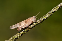 Blauwvleugelsprinkhaan; Blue-band-winged Grasshopper; Oedipoda c