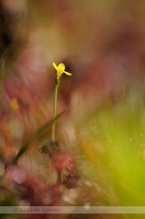 Draadgentiaan; Yellow Centuary; Cicendia filiformis