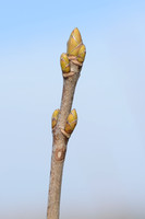 Gewone esdoorn; Sycamore; Acer psuedoplatanus