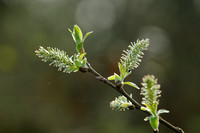 Grauwe Wilg; Salix cinerea; Grey Willow;