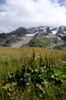 Alpenzuring - Monk's-rhubarb - Alpine Dock - Rumex alpinus