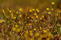 Draadgentiaan; Yellow centuary; Cicendia filiformis