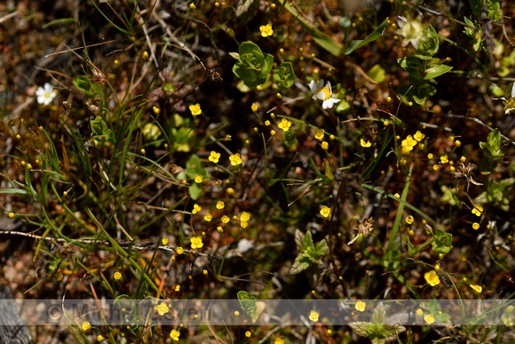 Draadgentiaan; Yellow centuary; Cicendia filiformis