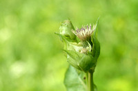 Moesdistel; Cabbage Thistle; Cirsium oleraceum;