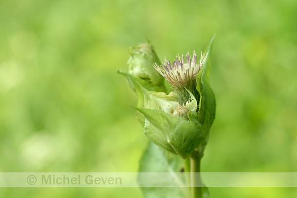 Moesdistel; Cabbage Thistle; Cirsium oleraceum;
