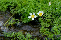Fijne Waterranonkel; Common water-crowfoot; Ranunculus aquatilis