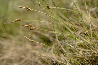 Heidezegge; Rare Spring-sedge; Carex ericetorum