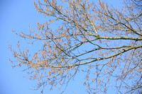 Fladderiep; European White Elm; Umus laevis;