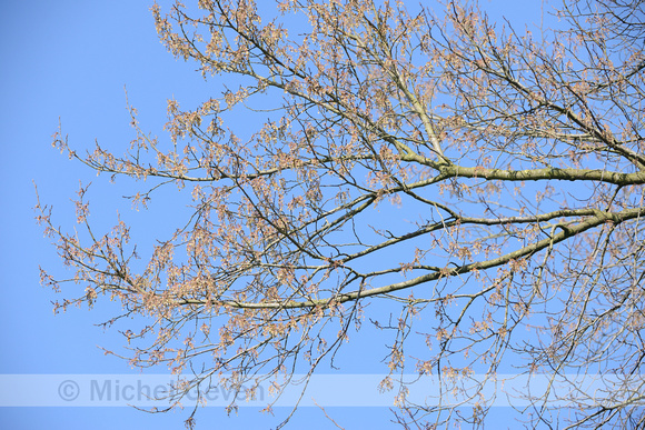 Fladderiep; European White Elm; Umus laevis;