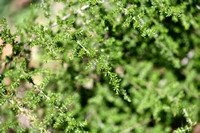 Asparagus acutifolius