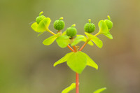 Brede Wolfsmelk; Broad-leaf Spurge; Euphorbia platyphyllos