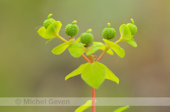 Brede Wolfsmelk; Broad-leaf Spurge; Euphorbia platyphyllos