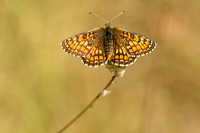 Westelijke Parelmoervlinder; Meadow Fritillary; Melitaea parthen