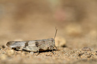 Blauwvleugelsprinkhaan; Blue-band-winged Grasshopper; Oedipoda c
