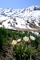 Alpenanemoon - Pulsatilla alpina