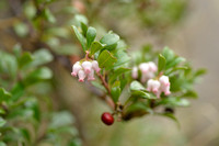 Berendruif - Bearberry - Arctostaphylos uva-ursi