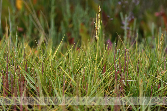 Klein Slijkgras; Small Cordgrass; Spartina maritima