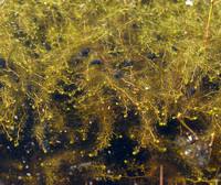 Klein Blaasjeskruid - Lesser Bladderwort -  Utricularia minor