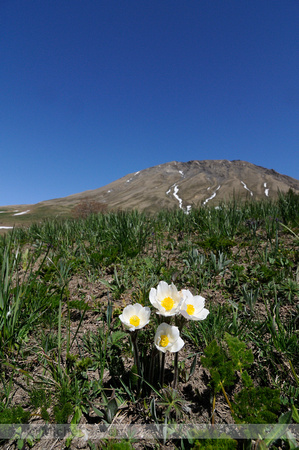 Alpenanemoon; Pulsatilla alpina; Alpine Anemone;