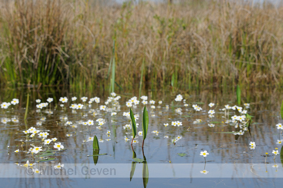 Fijne Waterranonkel; Common water-crowfoot; Ranunculus aquatilis