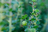Kruisbes; Gooseberry; Ribes uva-crispa;