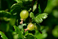Kruisbes; Gooseberry; Ribes uva-crispa