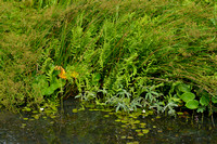 Slangenwortel; Bog Arum; Calla palustris