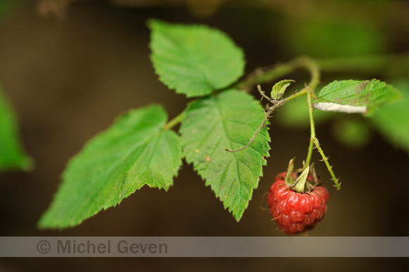 Framboos; Red Raspberry; Rubus idaeus;