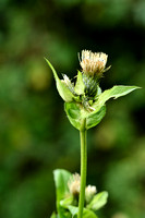 Moesdistel; Cabbage thistle; Cirsium oleraceum