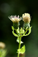 Moesdistel; Cabbage thistle; Cirsium oleraceum