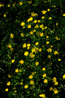 Behaarde boterbloem; Hairy Buttercup; Ranunculus sardous