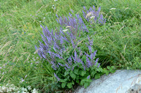Kranssalie; Purple Rain; Salvia verticillata