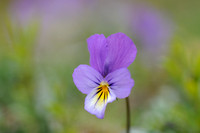 Duinviooltje - Dune pansy - Viola curtisii