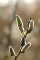 Grauwe wilg; Grey Willow; Salix cinerea