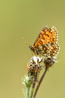 Westelijke Parelmoervlinder; Meadow Fritillary; Melitaea parthen