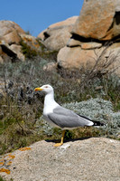 Geelpootmeeuw; Yellow-legged Gull; Larus michahellis