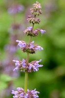 Kranssalie - Purple Rain - Salvia verticillata