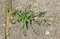 Straatliefdegras - Indian lovegrass - Eragrostis pilosa