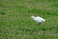 Koereiger; Cattle Egret;