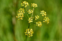 Weidekervel; Pepper Saxifrage; Silaum silaus