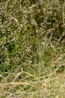 Heidezegge; Rare Spring-sedge; Carex ericetorum