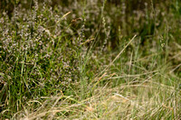 Heidezegge - Rare Spring-sedge - Carex ericetorum