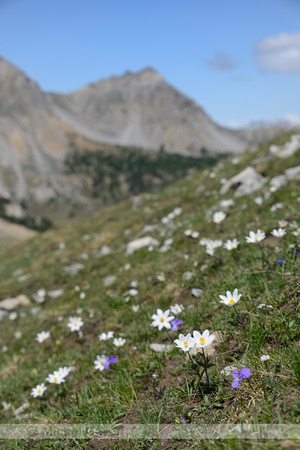 Alpenanemoon; Pulsatilla alpina; Alpine Anemone;