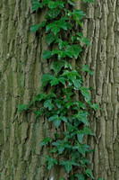 Common Ivy; Klimop; Hedera helix